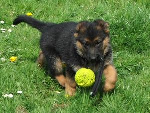 Bethanie at 8.5wks