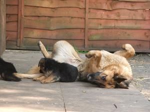 Yaz playing with her aunty Kira's babies!