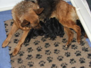 Just a few hours old, Ruby and her babies