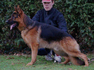 Quattro aged 19 months