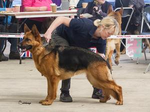 Winning Novice Bitch at 20 months