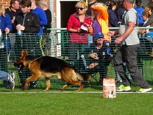 Ozzi at Midland Regional