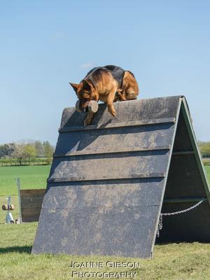 Usko dumbell retrieve over A frame