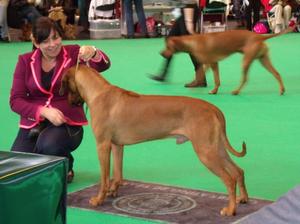Tabu winning Special Yearling Dog at CRUFTS 2014