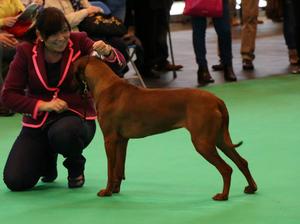 Halo winning BEST PUPPY in BREED at CRUFTS 2014