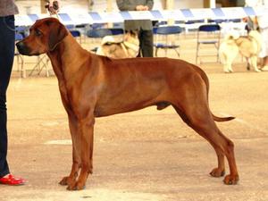 Axel