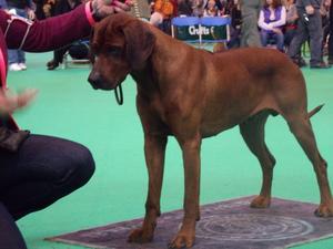 Axel winning the RDCC at CRUFTS 2014