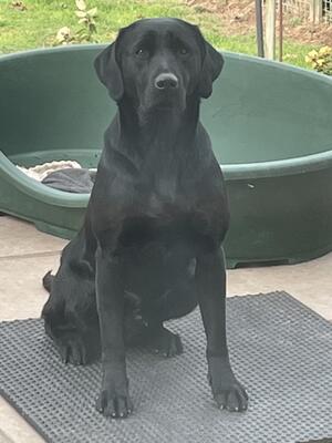 Beau