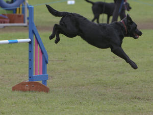 Fig - Enjoying agility course