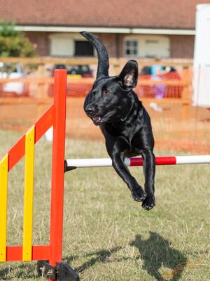 Spruce enjoying agility