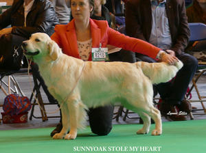 Mya Reserve Puppy Crufts 2016