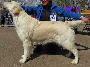 Reserve Best Of Breed