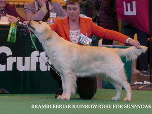 Bow 2nd Limit Crufts 2016