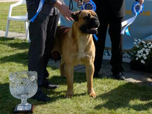 ZAC - BEST IN SHOW WINNER