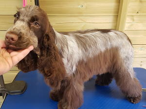 Kaia during her first big girl groom
