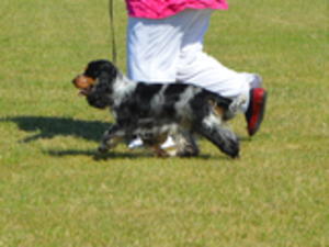 strutting his stuff