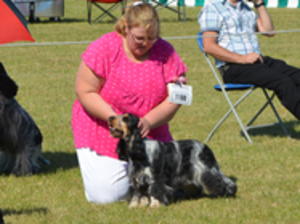 Qualifying for Crufts 2016