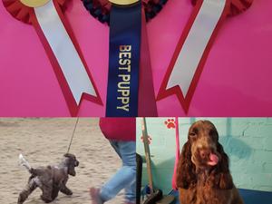 Kaia with one of her best puppy in breed ribbons