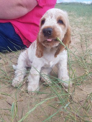 Korki at the beach aged 10wks