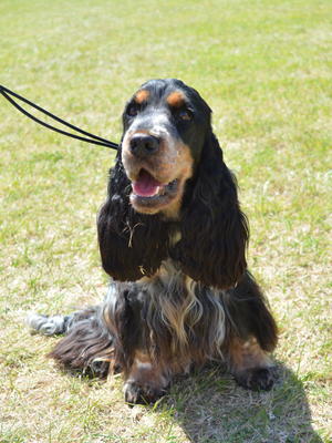 stunning girl after qualifying for crufts
