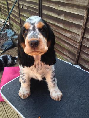 Aged 12wks