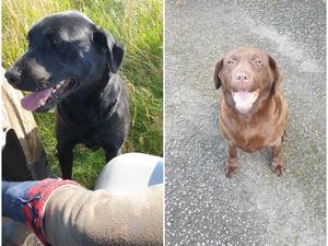 Bolt (Black), Rosie (Chocolate)