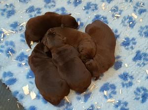 Litter at 2 weeks