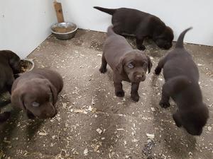 Puppy Mash Time!