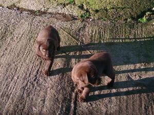 Pups out playing