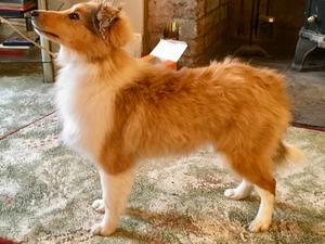 5 month old dog puppy for pet home only