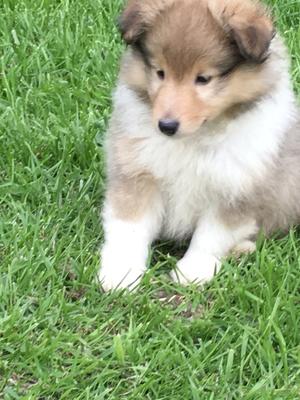 Sable dog