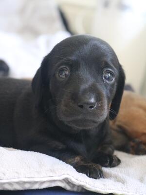 Black and tan brindle girl