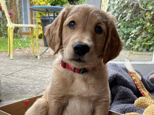 As a puppy