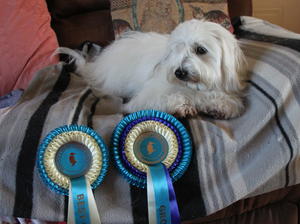 Clio with her Best of Breed and Group 2 Rosettes