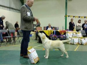 Minor Puppy winner