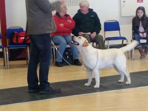 NDLA open Show 1st PUPPY DOG