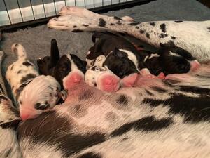 Eberjager puppies