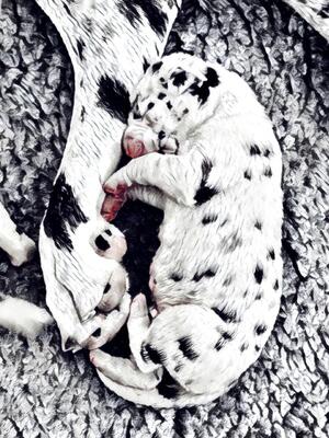 Harlequin pup
