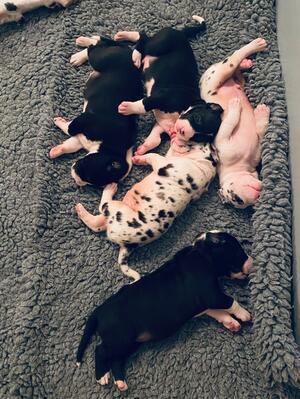 Eberjager puppies