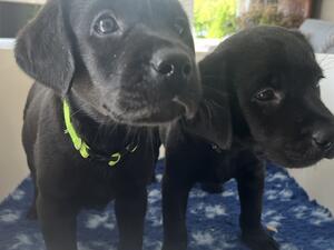 Pups at six weeks