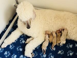 Rose and pups at one day old