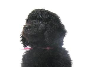 Last male pup