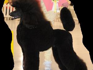 Rebus the sire of the puppies