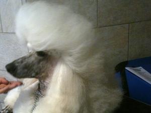 Zuvi in show trim