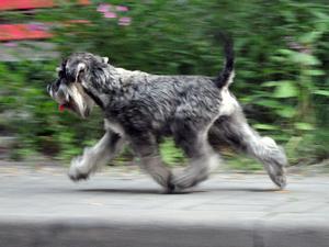 champdogs standard schnauzer puppies
