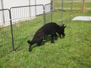 ALISA VOM OSTERBERGER-LAND puppy