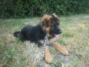 Faya Von Cohinor (Imp DEU) puppy's