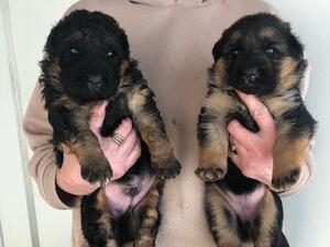 Kyra Von Den Zwei steinen puppy