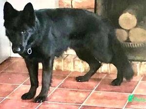 Sire: Uko Latmon