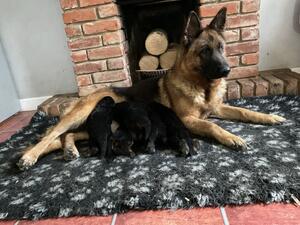 Gamba & Jacksons Puppy’s